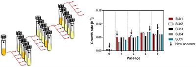 Adaptive laboratory evolution of a thermophile toward a reduced growth temperature optimum